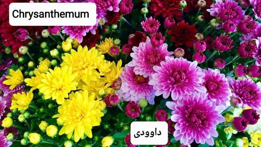تصویر 2 از فروش ویژه گل داوودی گلدانی + عمده