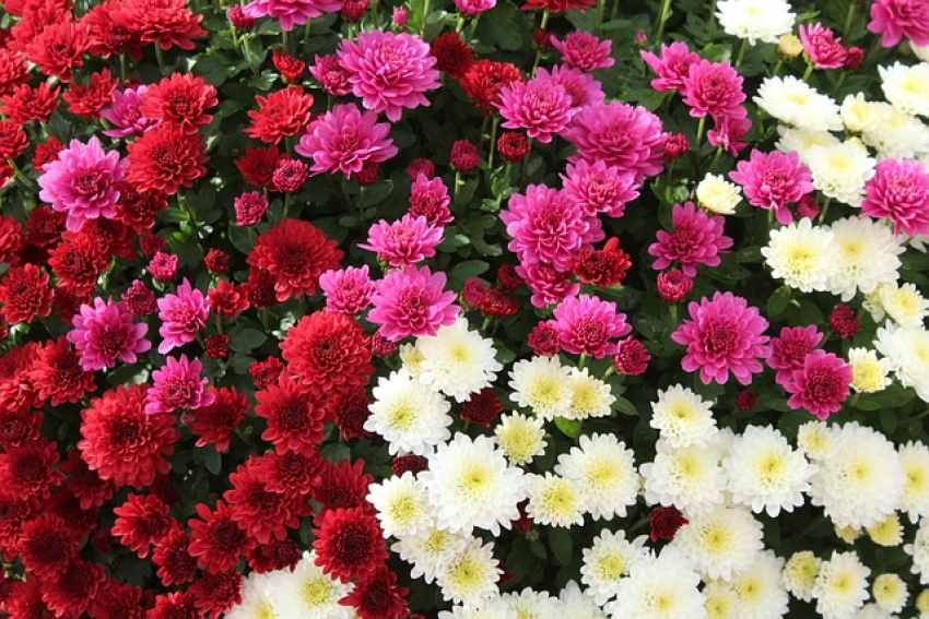 تصویر 1 از فروش ویژه گل داوودی گلدانی + عمده