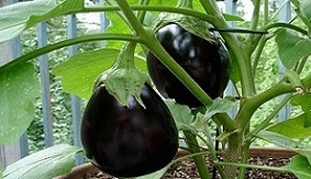 تصویر 2 از قیمت بادمجان دلمه ای سیاه + خرید باور نکردنی