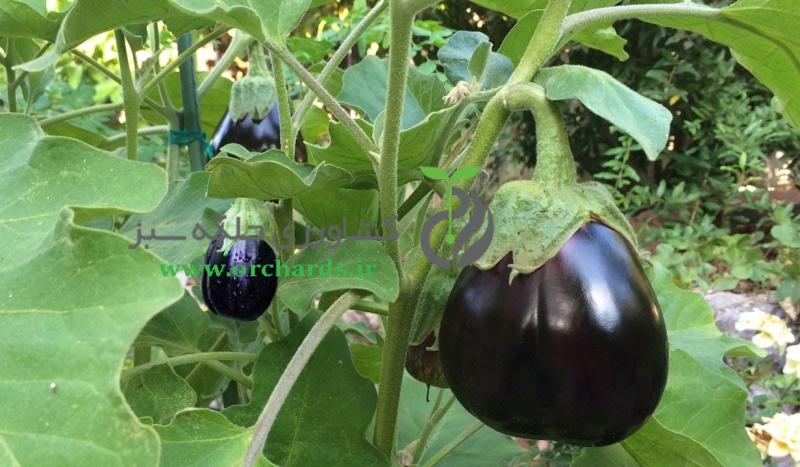 تصویر 1 از قیمت بادمجان دلمه ای سیاه + خرید باور نکردنی