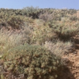 تصویر 1 از عسل طبیعی درجه یک