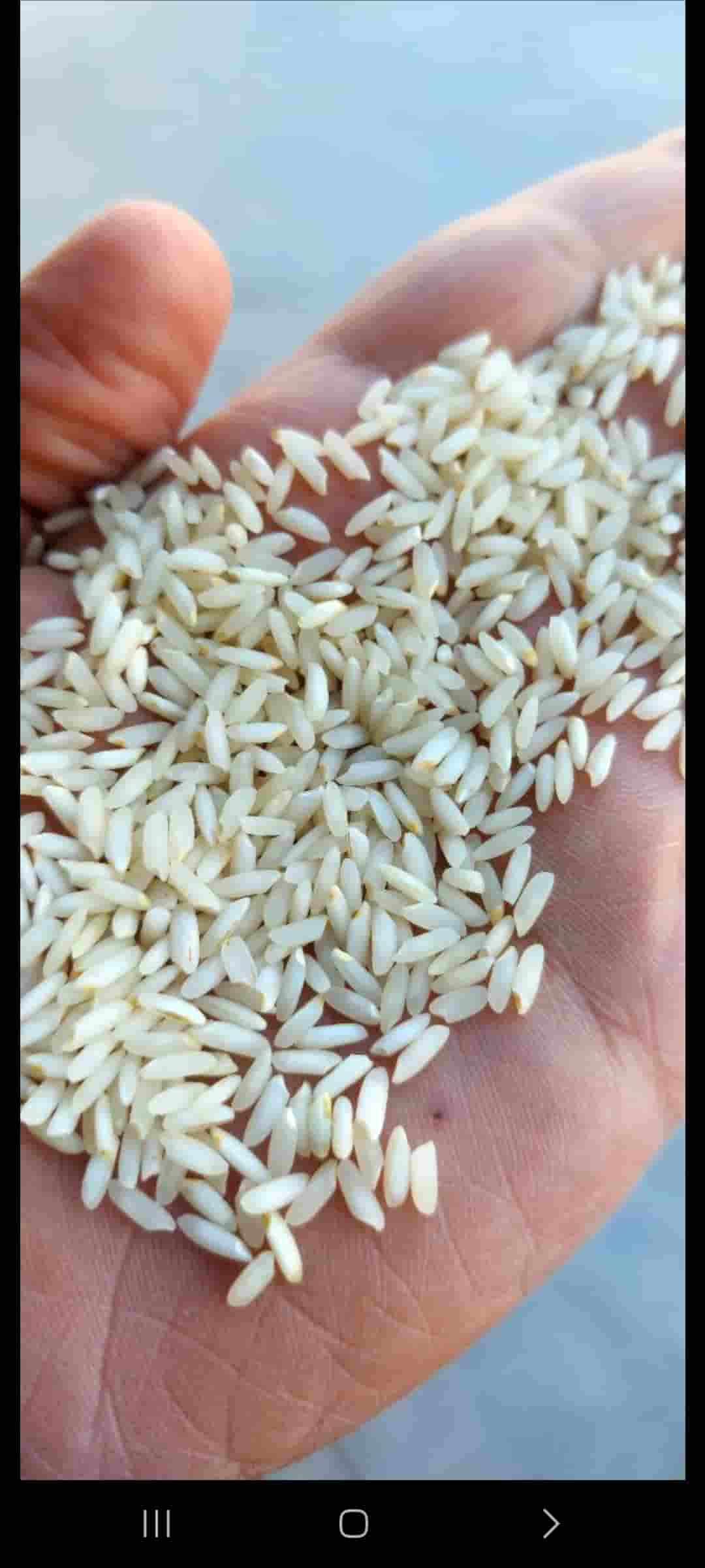 تصویر 2 از قیمت خرید برنج عنبر بو درجه یک ولیعصر