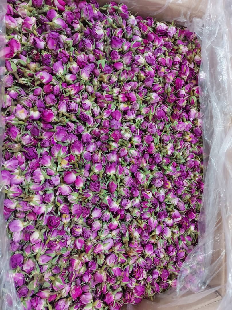 تصویر 1 از فروش ویژه غنچه گل محمدی رقم لاله زار کرمان