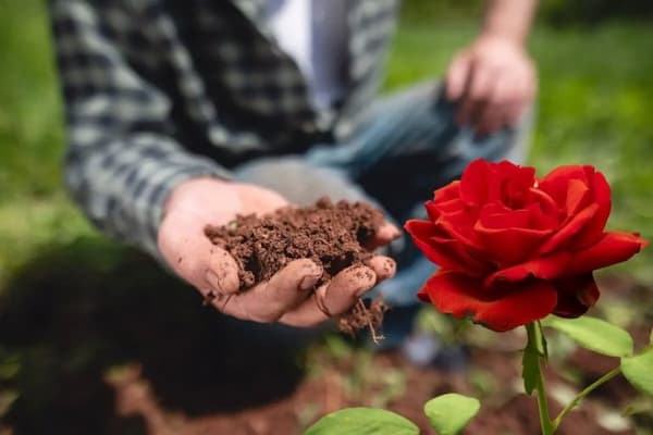 تصویر 4 از قیمت کود گل دهی  + خرید باور نکردنی