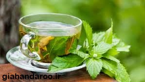 تصویر 1 از خرید عمده نعناع برگ تازه با قیمت رقابتی