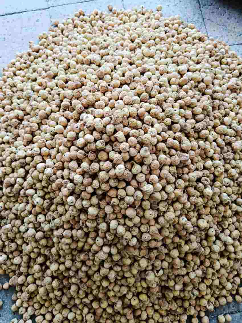 تصویر 3 از مرکز خرید و فروش انجیر خشک + فروش استثنایی
