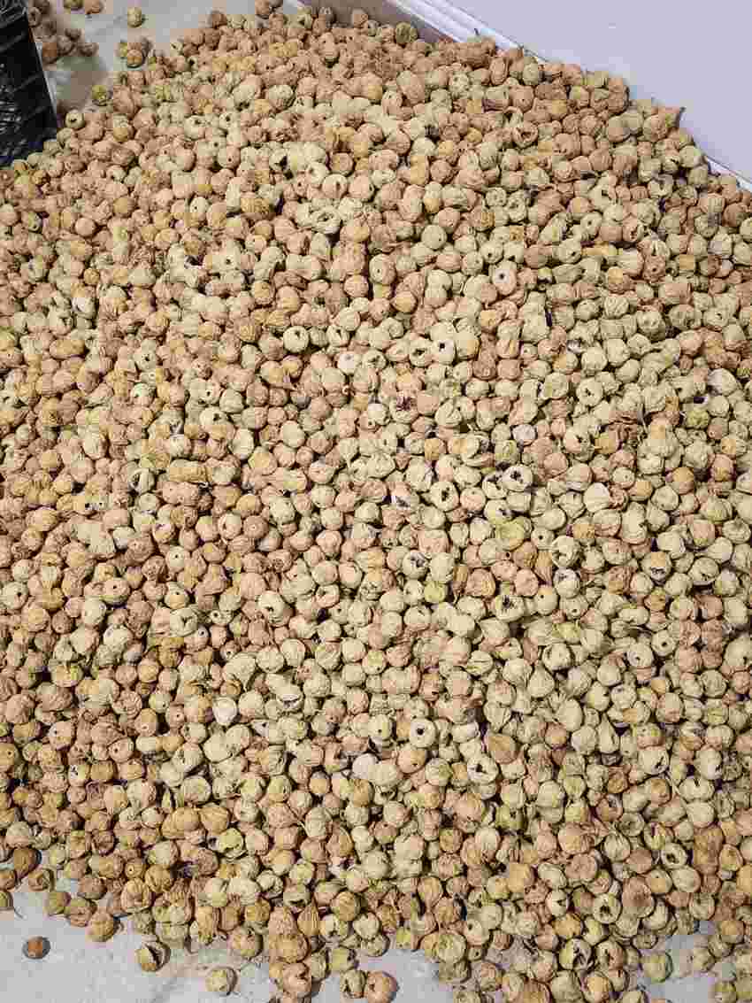 تصویر 1 از مرکز خرید و فروش انجیر خشک + فروش استثنایی