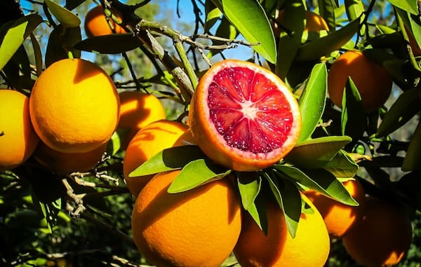 تصویر 4 از معرفی پرتقال پیوندی خونی + بهترین قیمت خرید