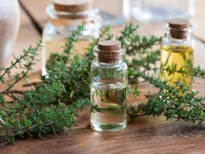 تصویر 4 از خرید و فروش عمده آویشن باغی با کیفیت ممتاز