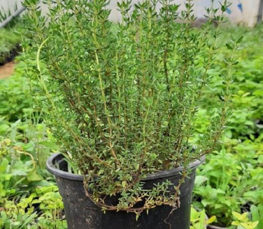 تصویر 1 از فروش عمده آویشن برگ باریک با کیفیت صادراتی