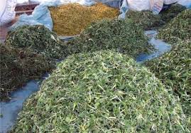 تصویر 2 از فروش عمده آویشن باغی برگ خشک و معطر