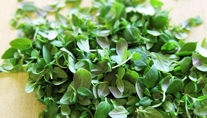 تصویر 4 از فروش عمده آویشن شیرازی برگ با کیفیت صادراتی