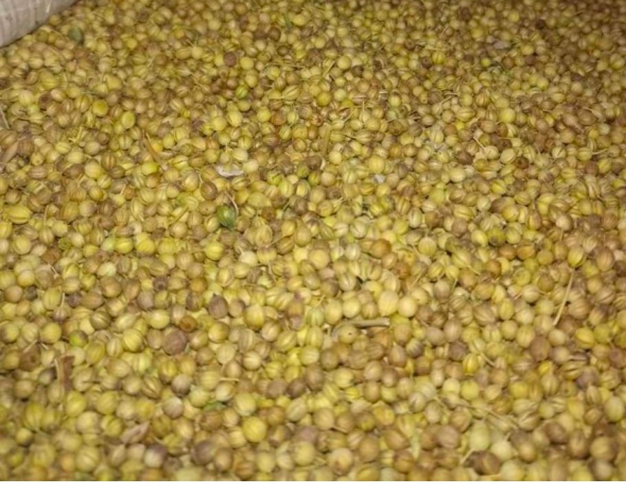 تصویر 1 از خرید بذر گشنیز + تنوع بالا