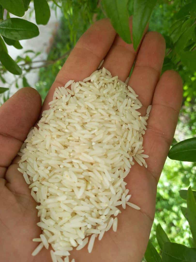 تصویر 1 از قیمت فروش برنج علی کاظمی گیلان
