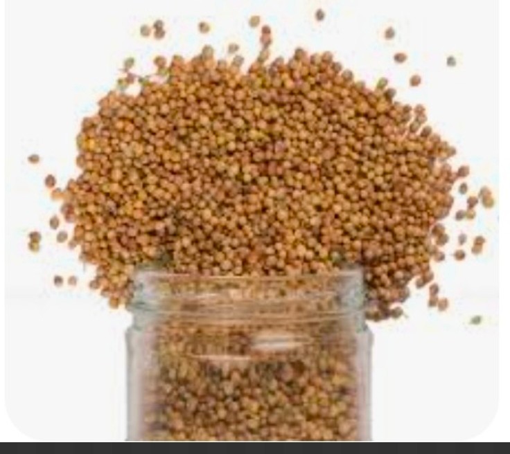 خرید بذرگشنیز + قیمت عمده