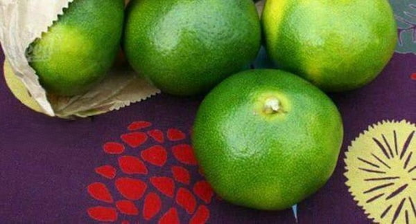 تصویر 4 از فروش پرتقال تامسون سبز + قیمت خرید به صرفه