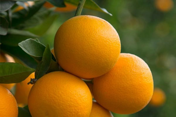 تصویر 4 از قیمت خرید پرتقال دزفول + فروش ویژه