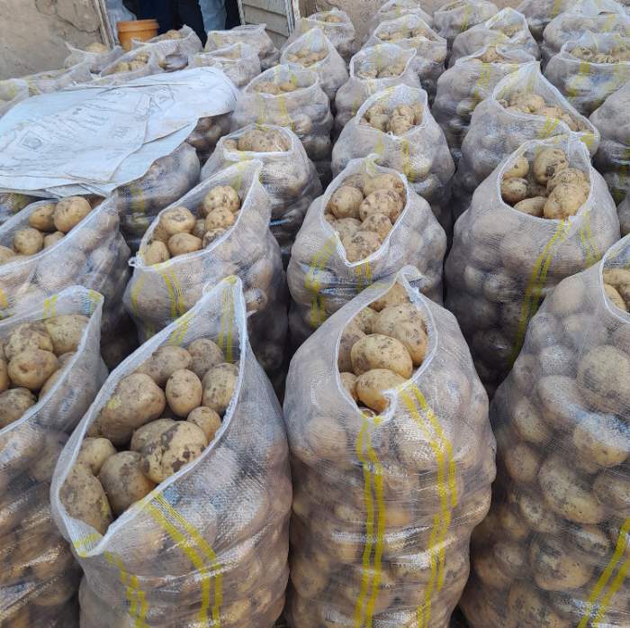 تصویر 2 از سیب زمینی + فروش