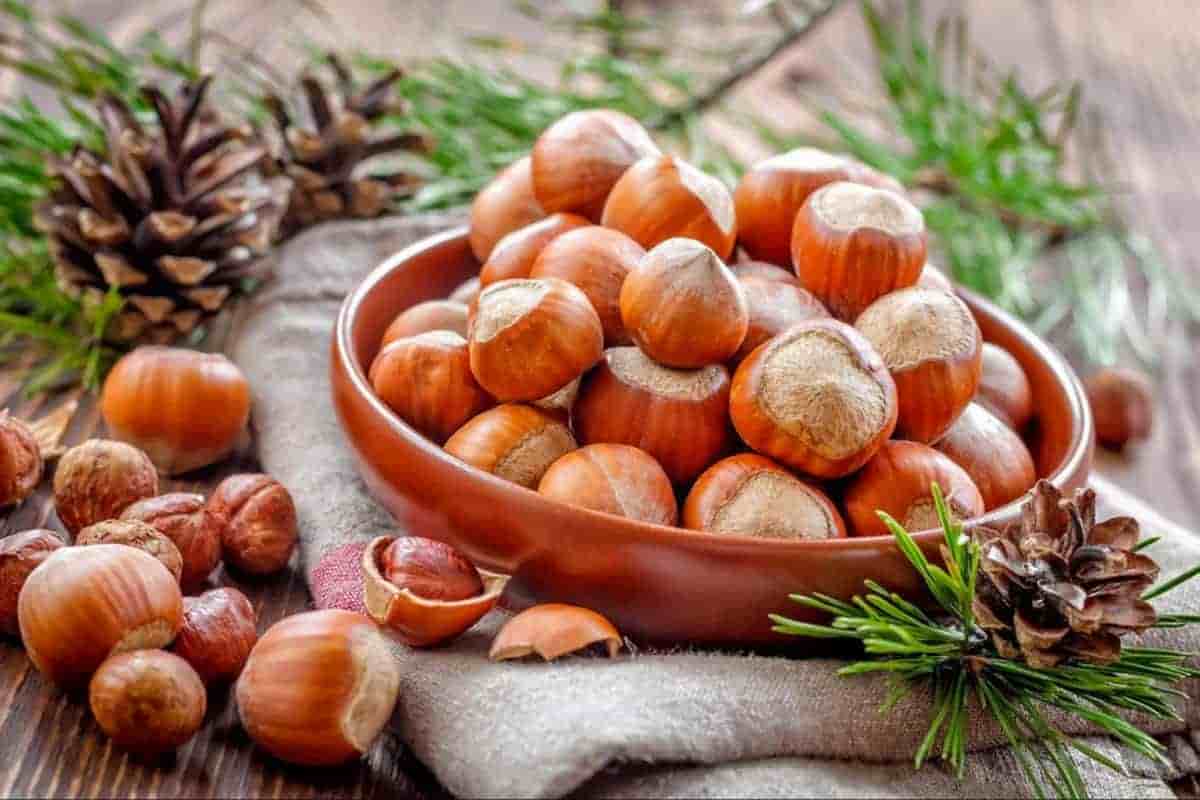 تصویر 4 از خرید و قیمت فندق افغانستان + فروش عمده