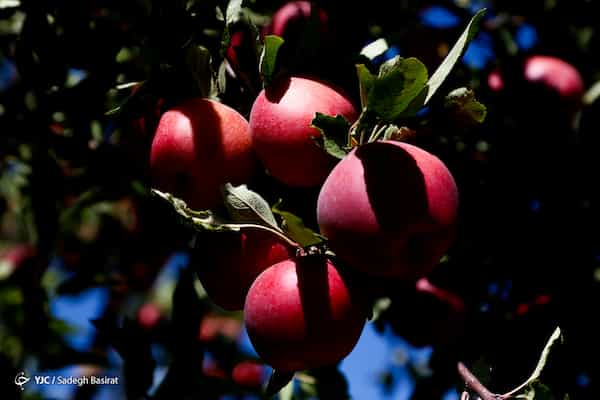 تصویر 5 از فروش ویژه ماهی سالمون صادراتی