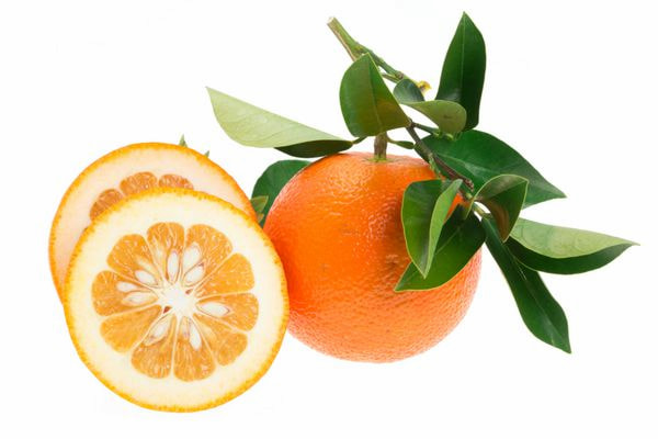 تصویر 2 از خرید و قیمت پرتقال تلخ اعلا + فروش عمده