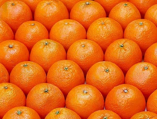 تصویر 3 از خرید و قیمت پرتقال تلخ اعلا + فروش عمده