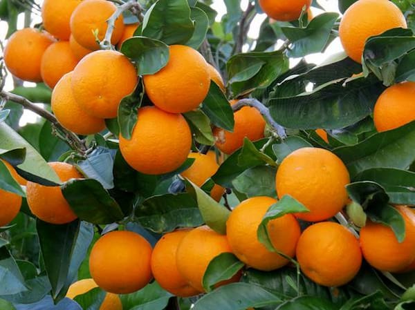 تصویر 1 از قیمت پرتقال کوهی مازندران + خرید باور نکردنی