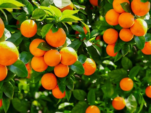 تصویر 2 از فروش پرتقال خوشه ای جهرم + قیمت خرید به صرفه