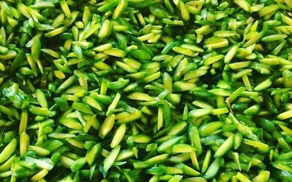 تصویر 1 از خرید جدیدترین انواع خلال پسته کالک