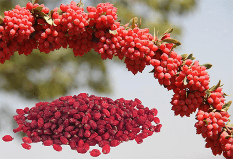 فروش زرشک مرغوب بیرجند + قیمت
