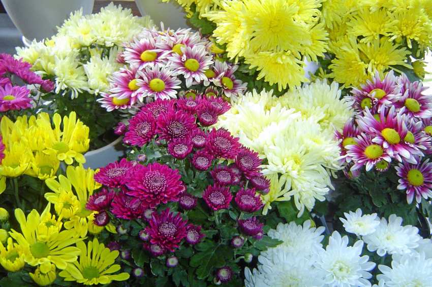 تصویر 4 از فروش ویژه گل داوودی گلدانی بصورت عمده
