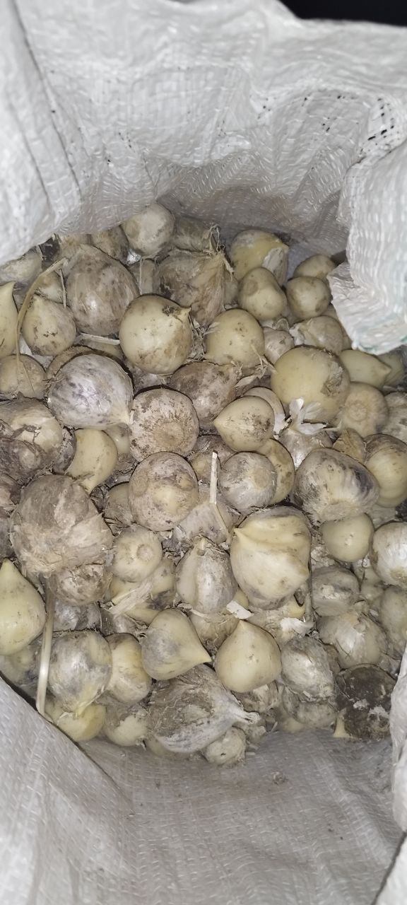 فروش عمده بذر موسیر همدان