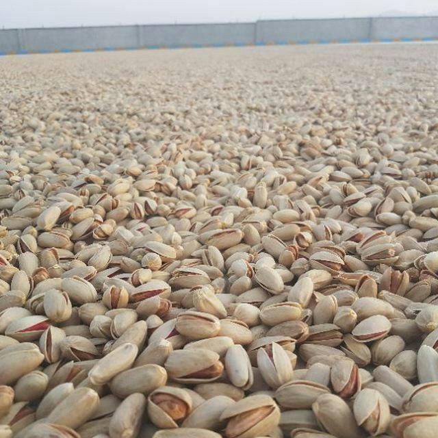پسته اکبری دست‌ چین با ظاهر یکدست و جذاب
