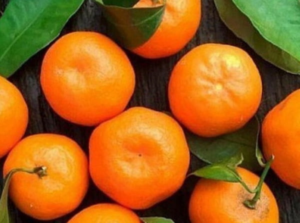 تصویر 2 از خرید و قیمت نارنگی یافا اعلا + فروش عمده