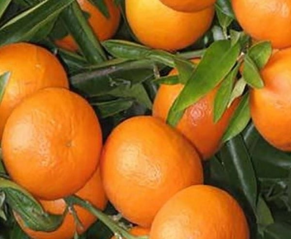 تصویر 1 از خرید نارنگی یافا شمال + قیمت فروش استثنایی