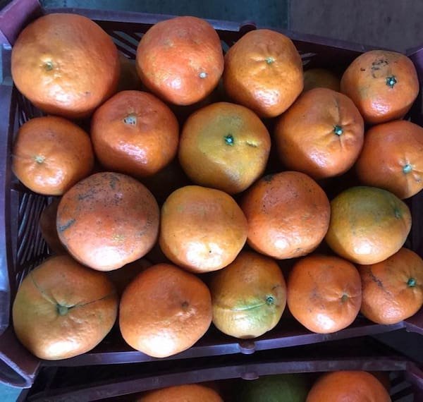 تصویر 3 از خرید نارنگی یافا شمال + قیمت فروش استثنایی