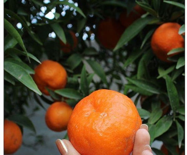 تصویر 4 از قیمت نارنگی یافا ارگانیک + خرید باور نکردنی