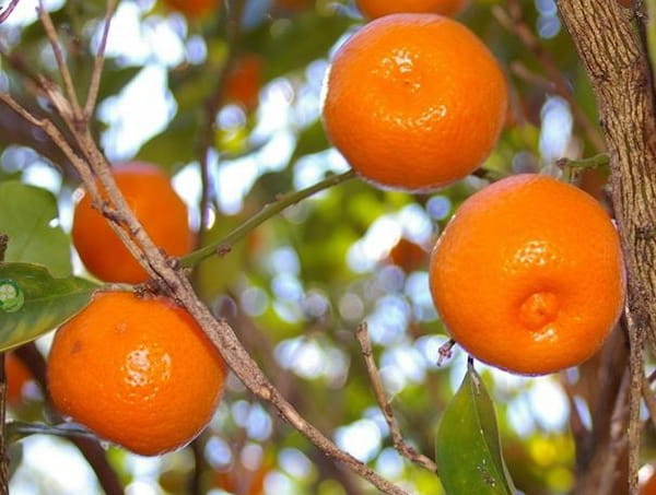 تصویر 1 از قیمت خرید نارنگی محلی مازندران + فروش ویژه