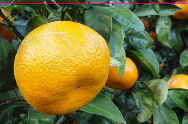 تصویر 4 از قیمت خرید نارنگی محلی مازندران + فروش ویژه