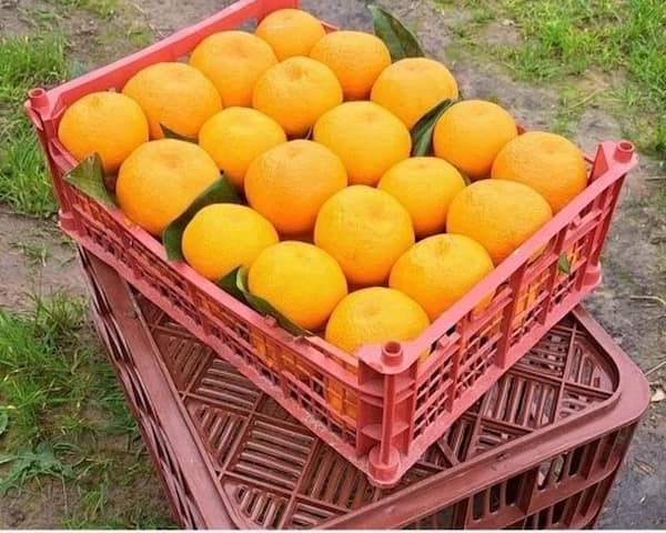 تصویر 2 از قیمت نارنگی محلی جیرفت  با کیفیت ارزان + خرید عمده