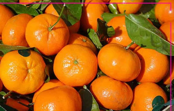 تصویر 1 از خرید و فروش نارنگی محلی شمال با شرایط فوق العاده