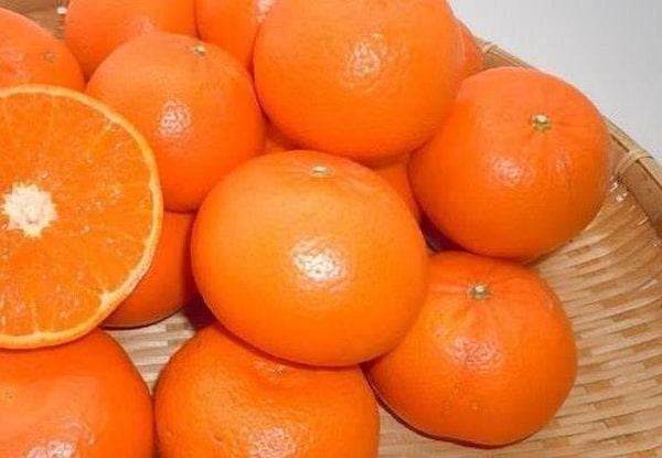 تصویر 3 از خرید و فروش نارنگی محلی شمال با شرایط فوق العاده