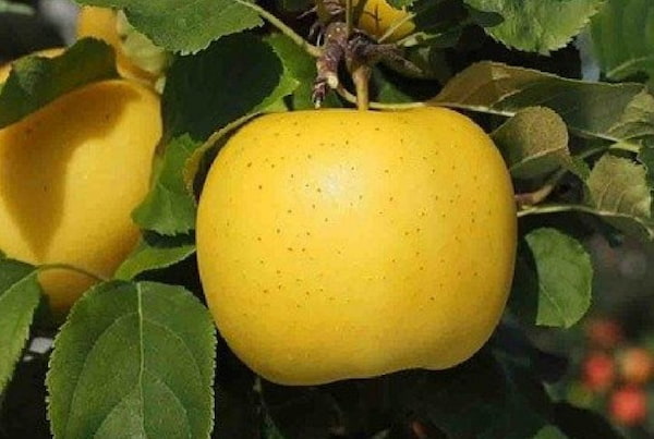 قیمت سیب زرد آبدار + خرید باور نکردنی
