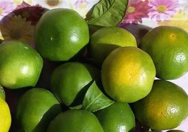 تصویر 5 از قیمت روز نارنگی سبز لامپی شمال