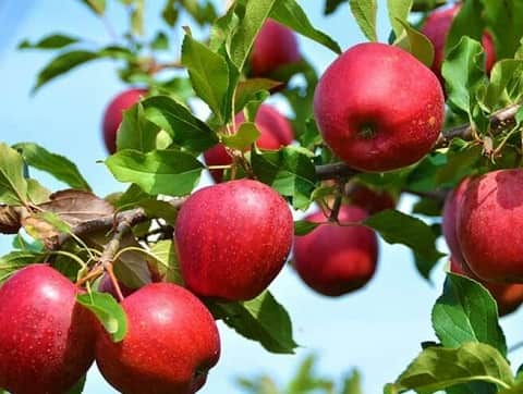 تصویر 4 از خرید و فروش سیب گالا ارگانیک با شرایط فوق العاده