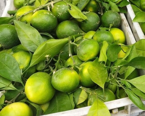 تصویر 3 از معرفی نارنگی سبز شیرین + بهترین قیمت خرید