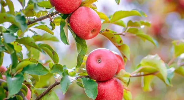 تصویر 4 از قیمت سیب گلاب نرم با کیفیت ارزان + خرید عمده