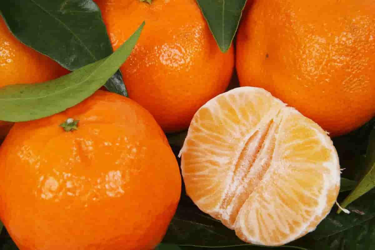 تصویر 4 از خرید نارنگی پیج شمال + قیمت عالی باکیفیت
