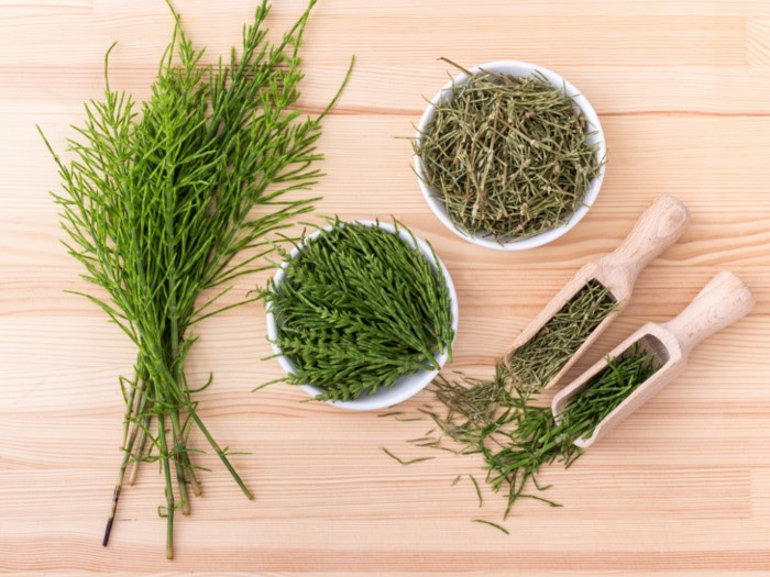 خرید عمده گیاه دم اسبی خشک با قیمت استثنایی + خواص درمانی منحصر به فرد