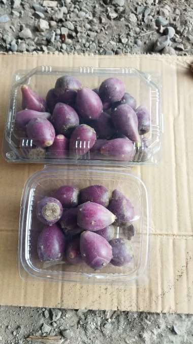 تصویر 1 از میوه کاکتوس خرید مستقیم از مزرعه + بسته بندی طبق سفارش